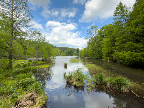 Narrow, marshy waterway framed by bald cypress trees, with small grassy hummocks rising from the still, reflective water