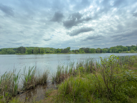 Overcast lake scene with dramatic dark clouds overhead and thick brush, reeds, and shrubs crowding the muddy near shore