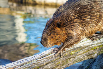 Beaver balancing on a tree log © rhoenes