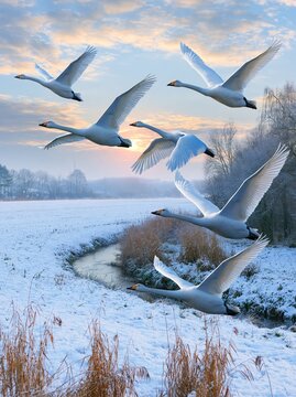 Flock of White Swans Flying Over Snowy Landscape at Sunset