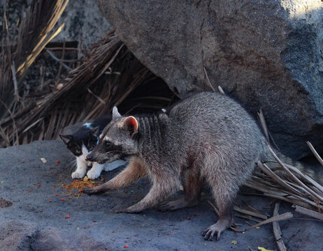 Mapache del Puerto de Acajutla, El Salvador, comiendo concentrado.