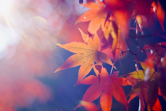 autumn leaves background