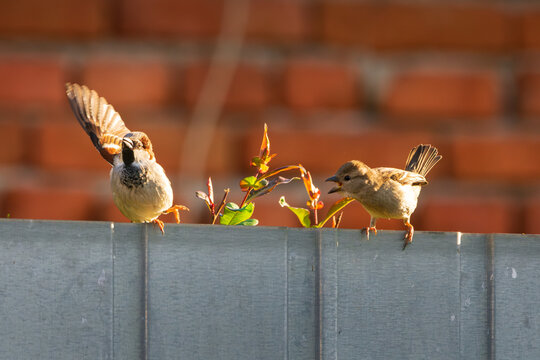 Two House Sparrows Interacting with Spread Wings and Open Beak on Fence