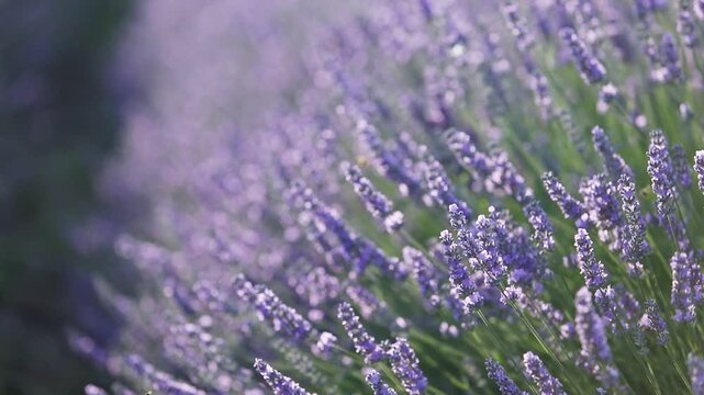 Sunset over a summer lavender field. Landscape with rows of lavender