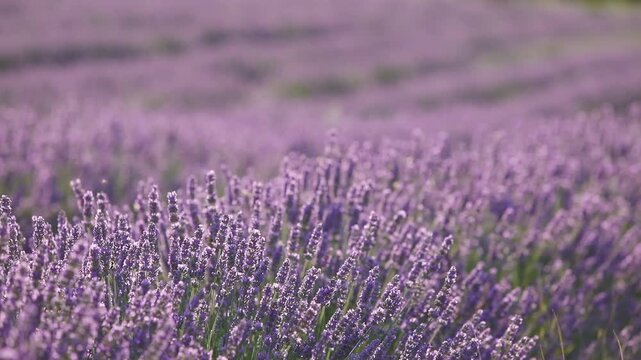 Sunset over a summer lavender field. Landscape with rows of lavender