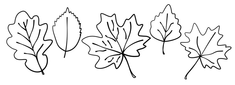 Hand drawn set of autumn leaves in doodle style