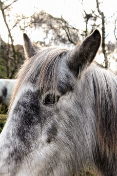 close up headshot of grey horse with mane and winter coat
