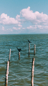 Aves marinas posadas sobre antiguos postes de madera en aguas tranquilas bajo un cielo con nubes blancas.
