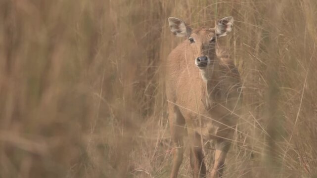 Solitary Female Nilgai (Boselaphus tragocamelus) is the largest antelope in Asia Closeup Cinematic Telephoto Shot  Golden Dry Grass of Bihar, India