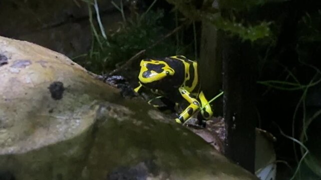 Yellow banded poison frog Dendrobates leucomelas sits on a leaf in tropical rainforest habitat of South America. Amphibian wildlife, zoology, biodiversity, observation, science education and research.
