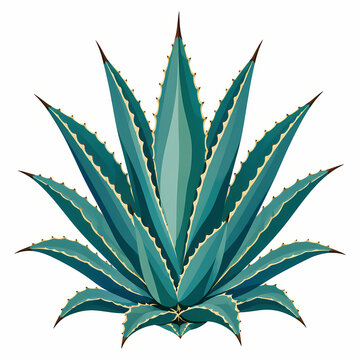 Blue agave succulent plant with spiky leaves vector illustration isolated on white background