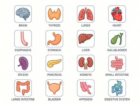 Human internal organs vector icon set with anatomical text labels