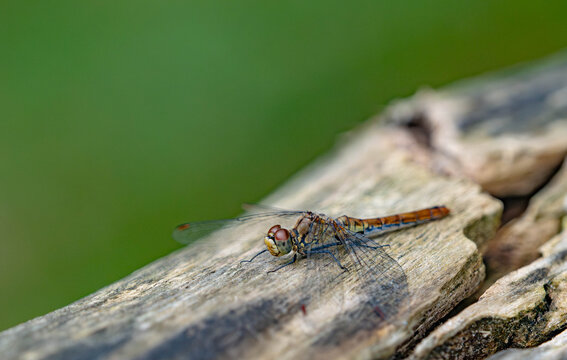 Close-up of a Brown Dragonfly Resting on Weathered Wood