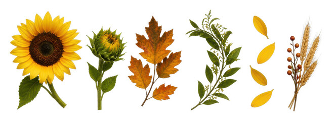 Obraz premium Autumn harvest floral PNG set with sunflower, leaves, wheat, transparent background