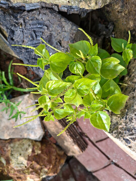 A hand holding fresh green leaves and tiny spike inflorescences of Peperomia pellucida (shiny bush or pepper elder) growing wild near stones.

