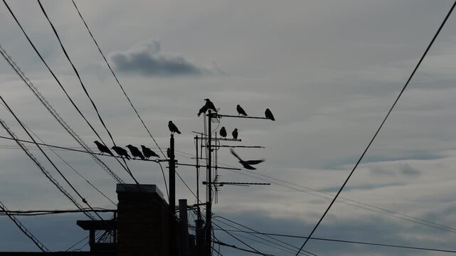 Crows perched on rooftop antennas silhouette, cinematic moody urban sky, atmospheric wires and chimney composition.  a dramatic, atmospheric visual with strong symbolic undertones