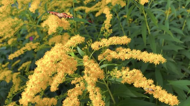 Orange butterfly flutters above yellow goldenrod flowers surrounded by green summer foliage