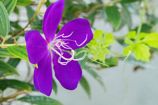 Purple flower