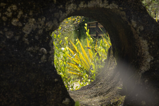 Wild grasses with a stone