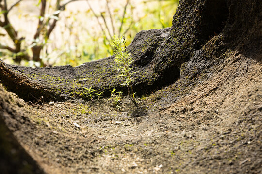 Wild grasses with a stone