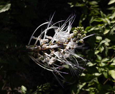 White wild flowers