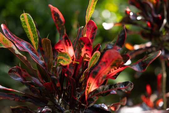 Lovely red leaves in the sunshine