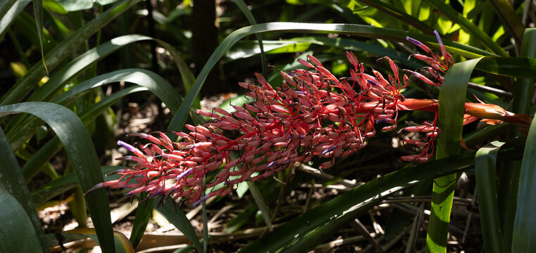 Lovely red leaves in the sunshine