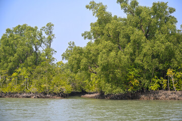 Lush green mangrove forest with dense foliage under a clear blue sky during daytime © Fazlerabbi