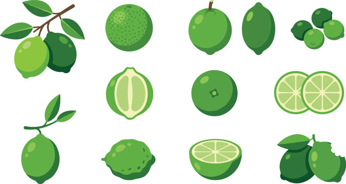 Fresh green lime fruit vector illustration set featuring whole limes slices halves branch with leaves kaffir lime and sour organic citrus food elements
