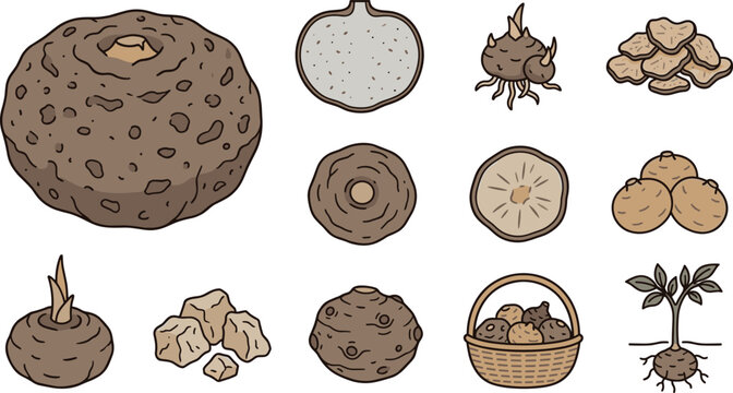 Konjac root elephant yam vector icon set featuring raw corms cross section slices cubes basket plant growth and Asian culinary food elements