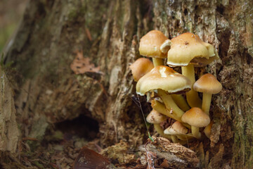 Fototapeta premium Beautiful clusters of small mushrooms in the mountain woods