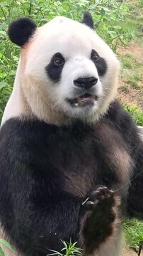 A giant panda standing upright and looking curiously in a natural habitat