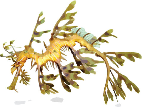 Leafy Sea Dragon with Yellow Orange Body and Green Brown Leaf-Like Appendages and Translucent Fins - Phycodurus Eques Marine Fish Isolated on White