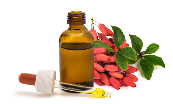 Berberis vulgaris branch with red berries, herbal extract dropper bottle isolated on white