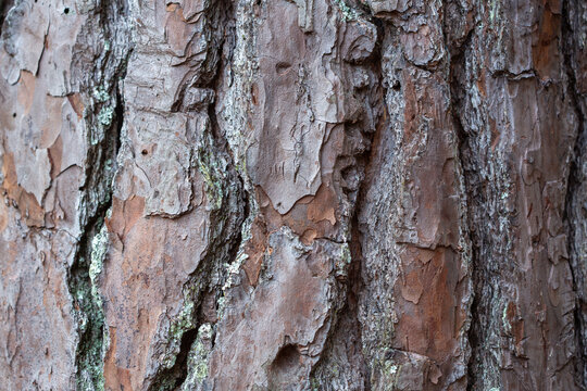 Close-up view of rough pine tree bark in a natural setting
