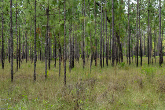 Pine forest with tall trees and grass in natural setting