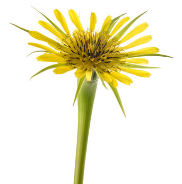 Yellow Tragopogon  flower