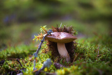 Porcini mushroom in a pine forest © Александра Плискова