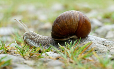 Close-up of a Roman snail © Andrey
