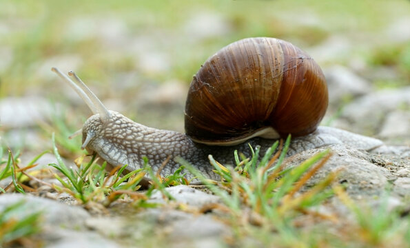Close-up of a Roman snail