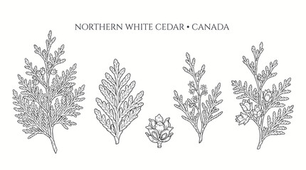 Obraz premium Very beautiful black and white realistic vector set of Northern White Cedar, scale-like leaves, tiny flowers and small cones, NORTHERN WHITE CEDAR • CANADA, separate evergreen botanical elements with 