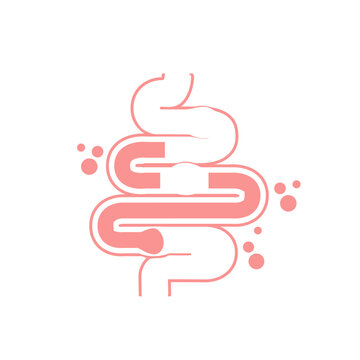 Gut Health Digestive System Anatomy Vector