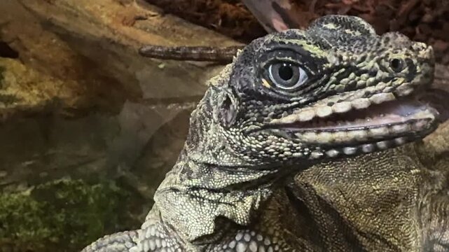 Chinese water dragon Physignathus cocincinus closeup, tropical forest reptile from Southeast Asia in humid river habitat
