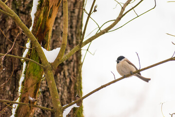 Marsh Tit Bird Perched on Tree Branch in Snowy Winter Forest © claudiubalcu