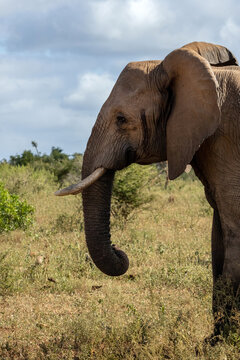 Close-Up Profile of African Elephant Head Showing Tusk and Trunk