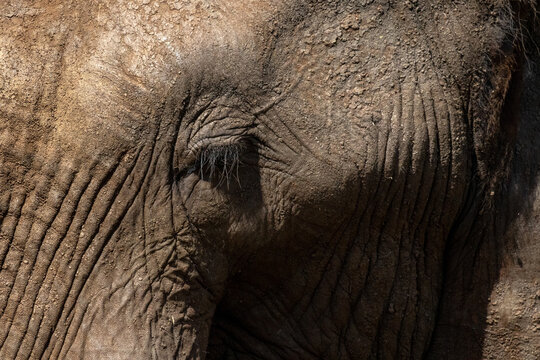 Abstract Macro Close-Up of African Elephant Eye and Wrinkled Skin Kruger