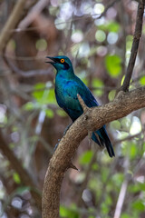 Obraz premium Greater Blue-Eared Starling with Iridescent Plumage on Branch in Kruger