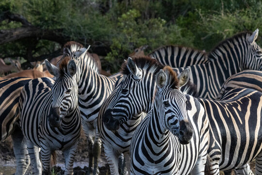 Large Herd of Plains Zebras and Impala at Kruger National Park Waterhole
