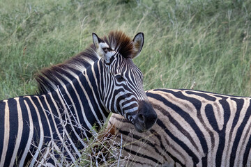 Obraz premium Plains Zebra Resting Its Head Over Another Zebra's Back in Kruger National Park