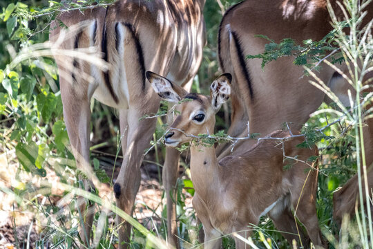 Newborn Impala Fawn Standing Beside Its Mother in Kruger National Park South Africa